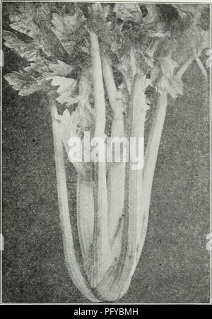 . Currie's Farm und Garten jährliche: Frühjahr 1930. Blumen Samen Kataloge, Leuchtmittel (Pflanzen) Samen Samen Kataloge Kataloge; Gemüse; Baumschulen (Gartenbau) Kataloge; Pflanzen, Zierpflanzen Kataloge; Gartengeräte und Zubehör Kataloge. Golden Self-Blanching Sellerie Sellerie. Sellerie ist ein Getreide, das erfordert eine sehr lange Saison. Wenn eine frühe Ernte von Samen angebaut werden soll, müssen diese im Innenbereich in den Feldern über die letzte der Feb-ruary, gestartet werden. die Pflanzen in den Boden gesetzt wird, sechs Zoll auseinander, im Mai. Die Ernte sollte im August fertig sein. Sellerie für Winter kann von Samen in der begann angebaut werden Stockfoto