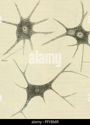 Cunninghams *Text-Book of Anatomy* bietet eine eingehende Untersuchung der Zellen des Nervensystems, einschließlich der Differenzierung von Nervenzellen, der Struktur von Nervenzellen im Gehirn und Rückenmark sowie ihrer unterschiedlichen Größe und Funktionen. Der Text ist eine umfassende Ressource für diejenigen, die menschliche Anatomie und Neurobiologie studieren. Stockfoto