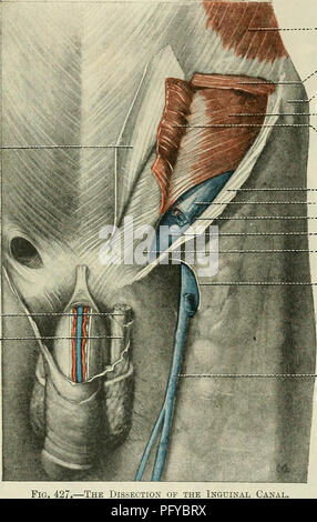 Cunninghams Text-Book of Anatomy bietet eine detaillierte Untersuchung der Bauchwandmuskeln, wobei der Schwerpunkt auf deren Struktur, Funktion und Beziehung zu umgebenden Geweben wie dem Leistenband und dem Transversus-Muskel liegt. Stockfoto