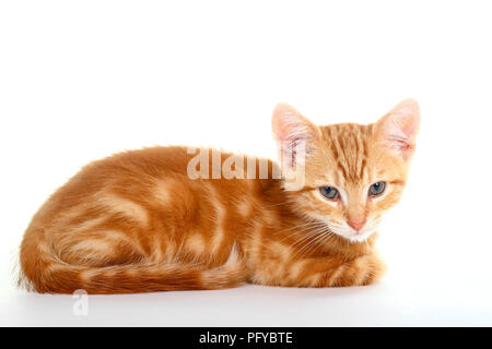 Ingwer Mackerel Tabby Kitten auf weißem Hintergrund Stockfoto