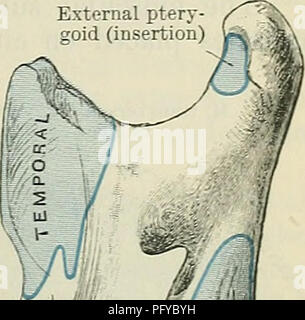 *Cunninghams Textbuch Anatomie* bietet eine detaillierte Darstellung der menschlichen Anatomie, einschließlich Muskelstrukturen wie die Digastric- und Pterygoid-Muskeln sowie Beschreibungen von Knochen, Muskeln und Organen. Es dient als umfassender Leitfaden für Medizinstudenten und Fachleute. Stockfoto
