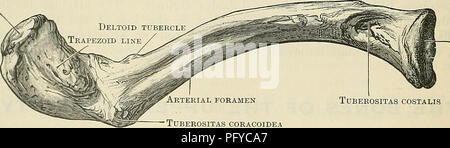 . Cunninghams Lehrbuch der Anatomie. Anatomie. Abb. 185. - Die Obere Fläche des rechten Schlüsselbeins mit Muskel Anhänge. Acromial Gelenkknorpel Oberfläche. Der Sternalen Gelenkknorpel Oberfläche arteriellen Foramen • Tuberositas coracoidea Tuberositas costalis Abb. 186.- Der rechten Schlüsselbein von unten. Wo es lippig überlegen ist eine Anlage für die schlüsselbeinanteil Fasern des Sterno-mastoid Muskel zur Verfügung zu stellen gesehen, dahinter und darunter die sterno-hyoid und Sterno-thyreoid Muskeln sind bis auf die Knochen. Seitlich, die posteriore Grenze wird gerundet, und konfluent auf den hinteren Rand des acromial Stockfoto