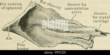 . Cunninghams Lehrbuch der Anatomie. Anatomie. 144 OSTEOLOGIE. Zelluläre oben; es schließt in einigen der anterior ethmoidal Zellen und hilft den Tubentrichter abzuschließen. Wo es ist glatter, bildet es einen Teil der lateralen Wand des mittleren Meatus der Nase unmittelbar hinter dem frontalen Prozess des Oberkiefers, und über die untere Concha. Die superior Grenze artikuliert mit dem orbital Teil des frontalen; die vordere Kante mit der hinteren Grenze des frontalen Prozess des Oberkiefers, mit der es die lacrimal Nut für die Einreichung der lacrimal Sac abgeschlossen ist. Der untere Rand, ein Stockfoto