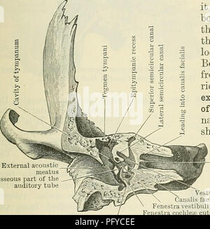 . Cunninghams Lehrbuch der Anatomie. Anatomie. Die TEMPOEAL KNOCHEN. 131 innerhalb der Knochen genannt das Tympanon und bilden die tegmen Tympani. Seitlich der Linie der Fusion der petrous mit der squamous Teil ist oft durch eine schwache und unregelmäßige petro - squamous Spalte angezeigt. Posterioren Oberfläche. - Das auffälligste Objekt auf der hinteren Oberfläche der petrous Teil des Knochens ist der Meatus acusticus Zwischenzeiten (interne Akustische MEATUS), ca. 8 mm tief in den Erwachsenen. Dies hat eine schräge ovale Blende, und führt nach außen und leicht nach unten in die Substanz der Knochen, Passage, die Stockfoto