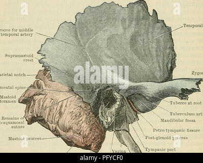 . Cunninghams Lehrbuch der Anatomie. Anatomie. 126 OSTEOLOGIE. nach unten von der unteren Oberfläche des hinteren Wurzel Es ist ein konischer Prozess, die so genannte post-glenoid Tuberkel, welche Formen eine markante vordere Lippe an den seitlichen Rückstellknopf petro-Membrana riss; es ist der Vertreter im Menschen in einem Prozess, der in einigen Säugetieren entwickelt wird und verhindert, dass das nach hinten verdrängen- lung der Unterkiefer. Von einigen Anatomen wird als die mittlere Wurzel der jochbeinbogen Prozess bezeichnet. Die jochbeinbogen Prozess durch seine untere Rand und mediale Oberfläche verleiht Herkunft des masseter Muskels, whils Stockfoto
