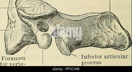 . Cunninghams Lehrbuch der Anatomie. Anatomie. Artikularkirche Oberfläche für anterior Bogen des Atlas Superior articular - Prozess t;, ft Nut für. transverse Ligament des Atlas Wirbelsäule Körper - foramen Für A. vertebralis minderwertig Gelenk. Minderwertig Gelenk Prozess bral Arterie quer Prozess B Abb. 109.- epistropheus (O.T. Achse), (A) von hinten und oben, (B) von der linken Seite. Die vordere Oberfläche des Körpers mit einem dreieckigen Oberfläche, die nicht mehr lange überlegen in einem Ridge vorbei nach oben in den Hals der Höhlen. Die Wurzeln der vertebralen Bögen sind oben durch die Superior eine verborgene Stockfoto
