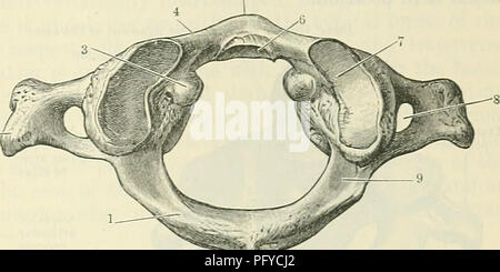 . Cunninghams Lehrbuch der Anatomie. Anatomie. CEKVICAL VERTEBE. E. 91. Der Vertebralen Bögen und die LAMINAE. Diese Zylinder sind weg schräg oben und unten geschnitten, so dass die Superior articular Facetten, mehr oder weniger kreisförmig in Form, nach oben und nach hinten gerichtet sind, während die entsprechenden minderwertig Oberflächen sind nach unten und nach vorn. Die Atlas oder ersten Halswirbel. - Diese Knochen kann leicht durch das Fehlen des Körpers und der dornfortsätze Prozess anerkannt werden. Es besteht aus zwei seitlichen Massen, die das Gelenk- und transversale Prozesse unterstützen. Die seitlichen Massen sind Sie - s Stockfoto