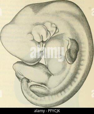 . Cunninghams Lehrbuch der Anatomie. Anatomie. io. 100.- Seitenansicht eines Embryos, messen ca. 5 mm von der Wurzel der Hals an der Unterseite des Schwanzes, und ungefähr 47 mm. aus der Krone oder mid-brain-Region an der Unterseite des Schwanzes, das die steißlage oder Keule. (Von Keibel und Elze's Nonnaltafeln.) Das Neuralrohr ist geschlossen. Die Extremität Knospen sind recht deutlich, und der Prozess der Oberkiefer Unterkiefer Bar hat unter dem Auge (dorsal das Auge in der Abb.) gewachsen.. Abb. 101.- Embryo von 7*2mm., oder Messung. 8 * 5 mm. Größte Länge. (Von Keibel und Elze" ein Normtdtafdn. Im Vordergrund - Glied ist di Stockfoto