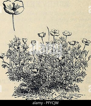 . Currie Bros.' Gartenbau Guide: Frühjahr 1888. Baumschulen Wisconsin Kataloge; Blumen Samen Kataloge, Leuchtmittel (Pflanzen) Samen Samen Kataloge Kataloge; Gemüse; Pflanzen, Zierpflanzen Kataloge; Gartengeräte und Zubehör Kataloge. Malve. Das Saatgut Wir bieten dieses Stattlichen blume hat von der genannten Sorten jeder bekannten Farbton gespeichert, und können getrost empfohlen werden. Samen, der im Juni oder Juli wird für blühende Pflanzen im nächsten Sommer produzieren. Stauden. Wahl gemischt, doppelt von der Chater preis Sorten 25 Extra fein - Doppel, fein gemischt 10 "Double Pink gespeichert Stockfoto