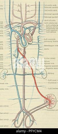 „Cunninghams Text-Book of Anatomy“ bietet eine umfassende Abdeckung des menschlichen Gefäßsystems, einschließlich der primitiven Gefäßstruktur und verwandter Strukturen wie Venen und Arterien. Das Buch enthält detaillierte Diagramme von Blutgefäßen und Kreislaufbahnen im sich entwickelnden Embryo. Stockfoto