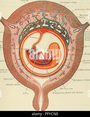 . Cunninghams Lehrbuch der Anatomie. Anatomie. Die PLAZENTA. 59 durch eine Schicht von zellulären Trophoblast, Layer Langhan's, das liegt neben dem Mesoderm und eine Schicht von Plasmodium externe auf der zellulären Ebene. Das proximale Ende. Jede zotte kontinuierlich ist mit dem chorion Platte der intervillösen Räume, gebildet durch das chorion und der distalen Extremitäten wird durch die plasmodial Basalschicht des Trophoblasten bildet die äußere Begrenzung der intervillösen Räume und die mit dem mütterlichen Gewebe decidual abgesicherten verbunden. Nach einer Zeit Niederlassungen werden von den Seiten des sekundären Zotten projizierte ich Stockfoto