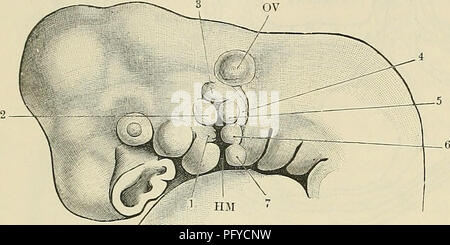 . Cunninghams Lehrbuch der Anatomie. Anatomie. 52 menschliche Embryologie.. in der Form von drei flachen Geldbeutel beschränkt - wie Divertikel, die von der teilweisen Auslöschung ihrer Hohlräume, in die drei Bogengänge umgewandelt werden (siehe Sinnesorgane). Die ventralen Teil der dorsalen Abschnitt der Vesikel unterteilt ist, die durch eine Verengung der seitlichen Wand, in eine dorsale teil, die Prostaticus, die im Zusammenhang mit der bogengänge bleibt, und einem ventralen Teil, die saccule, die in der Cochlea united wird durch den canalis Reuniens. Die Spitze der Verengung, die trennt die utric Stockfoto