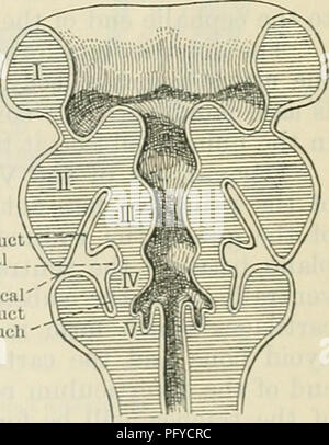 . Cunninghams Lehrbuch der Anatomie. Anatomie. Luftleitung branchial Precervical sinus Precervical dllct uh pochieren. Abb. 58.-Schema, das die Bildung der precervical Sinus, die precervical Sulcus. Branchial Kanäle, und die und die Position der ursprünglichen Öffnung des precervical Kanal wird durch ein SULCUS angegeben, die precervical sulcus Winde bald verschwindet. Ike precervical Vesikel liegt an der Seite des Dritten pharyngeal Beutel, und es wird mit dem zweiten und vierten Beutel durch die schmalen Kanäle verknüpft sind, werden die Branchial Kanäle, welche die bleibt d Die branchial Steinritzen. Letztlich die precervical Stockfoto