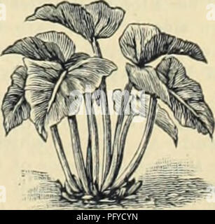 Dieser Katalog von Currie Bros. Aus dem Jahr 1888 bietet einen umfassenden Leitfaden zu Gartenbauprodukten mit einer Vielzahl von Pflanzen, Samen und Zwiebeln für Zierpflanzen und Gemüsegärten. Es enthält Empfehlungen für beliebte Kulturen wie die Sorten Scarlet Rüben und Golden Globe und bietet detaillierte Informationen zu Preisen und Anbau für Gärtner in Wisconsin und darüber hinaus. Stockfoto