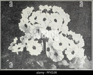 . Currie's 65. Jahr Garten jährliche. Blumen Samen Kataloge, Leuchtmittel (Pflanzen) Samen Samen Kataloge Kataloge; Gemüse; Baumschulen (Gartenbau) Kataloge; Pflanzen, Zierpflanzen Kataloge; Gartengeräte und Zubehör Kataloge. Hardy Primrose Salvia (Salbei) Wiese AZUREA GRANDIFLORA âSky-blaue Blüten im Herbst. 3 bis 4 Fuß. Pflanzen, 30 c; doi., $ 3,00; Samen, Pck., 15 C. Officinalis SUPERBA - Tief violett. 2" 2 Füße. Pkt., 25c. PRATENSISâ 2 Füße. Violett-blau. Pkt., 20 C. SAPONARIA (SOAP) OCYMOIDES SPLENDENSâSmall, leuchtend rosa Blüten zu Au-gust 8". Pflanzen, 25c; doi., $ 2,50; Samen, Pck., 1. Stockfoto