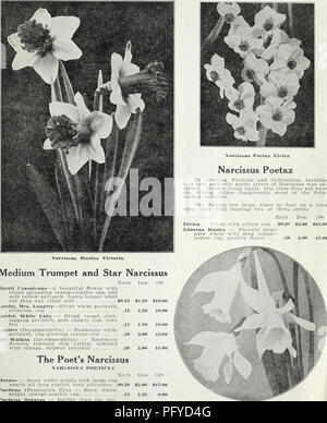 . Currie von Zwiebeln und Pflanzen: Herbst 1928. Blumen Samen Kataloge, Leuchtmittel (Pflanzen) Samen Kataloge; Baumschulen (Gartenbau) Kataloge; Pflanzen, Zierpflanzen Kataloge. 130-132 Osten Wisconsin Avenue, Milwaukee, Wisconsin. Bitte beachten Sie, dass diese Bilder sind von der gescannten Seite Bilder, die digital für die Lesbarkeit verbessert haben mögen - Färbung und Aussehen dieser Abbildungen können nicht perfekt dem Original ähneln. extrahiert. Currie Brüder Unternehmen; Henry G. Gilbert Baumschule und Saatgut Handel Katalog Kollektion. Milwaukee, Wis: Currie Bros. Stockfoto