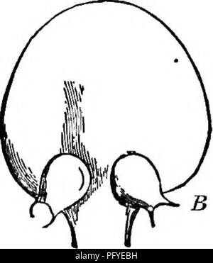 . Ein Lehrbuch der Botanik für die Sekundarstufe. Botanik. . Bitte beachten Sie, dass diese Bilder sind von der gescannten Seite Bilder, die digital für die Lesbarkeit verbessert haben mögen - Färbung und Aussehen dieser Abbildungen können nicht perfekt dem Original ähneln. extrahiert. Coulter, John Merle, 1851-1928. New York, D. Appleton Stockfoto