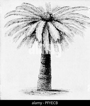 . Ein Lehrbuch der Botanik für die Sekundarstufe. Botanik. 208 Eine TEXT-BUCH OP BOTANIK vierten unterscheidet sich von Ihnen alle in der Herstellung von Samen, und ist folglich Spermatophyten oder Saatgut - Pflanzen bezeichnet. Es kann gut sein, bestimmte markante Zeichen, die dazu dienen, die Dis-tinguish Diese vier primäre Gruppen zu geben. Es darf nicht gestellt werden, diese sind die einzigen Zeichen, oder sogar die wichtigsten, in jedem Fall, aber sie sind praktisch für unsere Zwecke. (1) Thallophytes. - Thallus Körper, aber keine archegonia. (2) Moose.- Archegonia, aber kein Gefäßsystem, (3) Pteridophyten.-System, aber keine Samen. (4) Stockfoto