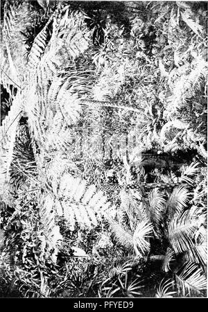 . Ein Lehrbuch der Botanik für die Sekundarstufe. Botanik. 185. Bitte beachten Sie, dass diese Bilder sind von der gescannten Seite Bilder, die digital für die Lesbarkeit verbessert haben mögen - Färbung und Aussehen dieser Abbildungen können nicht perfekt dem Original ähneln. extrahiert. Coulter, John Merle, 1851-1928. New York, D. Appleton Stockfoto