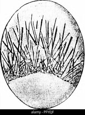 . Edelsteine, einem beliebten Berücksichtigung ihrer Zeichen, Vorkommen und Anwendungen, mit einer Einführung in ihre Entschlossenheit, für Mineralogen, lapidaries, Juweliere, etc., mit einem Anhang über die Perlen und Korallen. Edelsteine, Perlen, Korallen. Quarzuhr mit Gehäuse 489 Quarz mit Gehäuse. Wir haben bereits gesehen, dass Quartz häufig andere Mineralien und fremden Substanzen von verschiedenen Arten umschließt. Diese Gehäuse können einzeln in vergleichsweise kleinen Stückzahlen oder in solchen Scharen werden als scheinbar einheitliche Farbe der Quarz Stoff zu vermitteln, wie der Fall "Ith ist Prase und Stockfoto