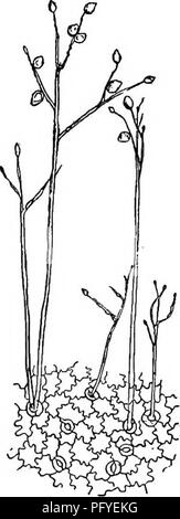 . Ein Lehrbuch der Botanik für die Sekundarstufe. Botanik. Pilze 143 Aus dieser internen Myzel zahlreiche sporophores entstehen und die Oberfläche der Blätter erreichen; und viele von ihnen über der Wasseroberfläche in der Nähe zusammen, sie bilden kleine samtige Patches sug - gesting den Namen Falschen Mehltau. Diese sporophores, nach steigenden über der Oberfläche des Blattes, Zweig frei und produzieren Sporen (Abb. 132). Die Sporen sind vom Wind zerstreut, fallen auf andere Blätter, und beginnen Sie mit der neuen my-Celia, die sich in den Geweben von das Blatt eindringen und ihre verheerenden Auswirkungen beginnen. Auf diese Weise werden die Parasiten mit großer Geschwindigkeit ausbreitet, Stockfoto