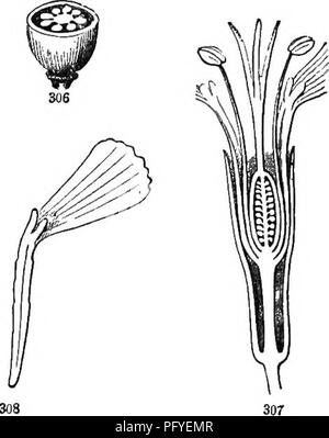 Dieser botanische Leitfaden bietet jungen Lesern eine Einführung in das Wachstum und die Struktur von Pflanzen. Das Buch enthält detaillierte Beschreibungen und Illustrationen verschiedener Pflanzen, einschließlich gemeinsamer Wild- und Kulturarten. Es bietet Einblicke in die Pflanzenentwicklung, die Blütenstruktur und die Reproduktionsprozesse. Stockfoto