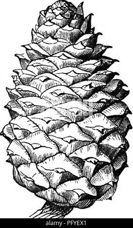 Dieses Buch bietet eine einfache Einführung in die Botanik für junge Lernende und erklärt, wie Pflanzen wachsen. Es bietet auch Beschreibungen von gewöhnlichen Pflanzen, sowohl wild als auch kultiviert, mit dem Ziel, grundlegende botanische Konzepte zu lehren. Stockfoto