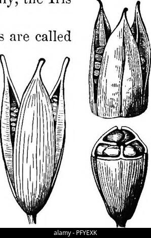 . Botanik für Jugendliche und Schulen. Wie Pflanzen wachsen, eine einfache Einführung in die Botanik. Mit einem beliebten Flora, oder eine Anordnung und Beschreibung der gemeinsamen Anlagen, Wild- und kultiviert. Botanik; Botanik. 212 213 Kapseln, öffnen. Abb. 215 ist der silicle der. Bitte beachten Sie, dass diese Bilder sind von der gescannten Seite Bilder, die digital für die Lesbarkeit verbessert haben mögen - Färbung und Aussehen dieser Abbildungen können nicht perfekt dem Original ähneln. extrahiert. Grau, Asa, 1810-1888. New York, Ivison &Amp; Phinney Stockfoto