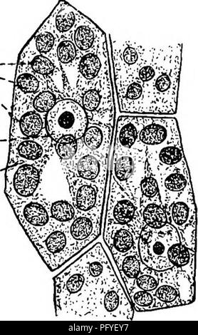 Dieses Lehrbuch bietet eine umfassende Einführung in die Botanik für Schüler der Sekundarstufe und erklärt Zellstrukturen wie Zytoplasma und Plastide sowie die Rolle von Chlorophyll in Pflanzen. Es dient als Bildungsquelle für angehende Botaniker. Stockfoto