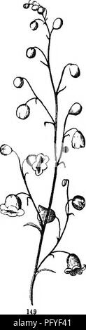 . Botanik für Jugendliche und Schulen. Wie Pflanzen wachsen, eine einfache Einführung in die Botanik. Mit einem beliebten Flora, oder eine Anordnung und Beschreibung der gemeinsamen Anlagen, Wild- und kultiviert. Botanik; Botanik. . Bitte beachten Sie, dass diese Bilder sind von der gescannten Seite Bilder, die digital für die Lesbarkeit verbessert haben mögen - Färbung und Aussehen dieser Abbildungen können nicht perfekt dem Original ähneln. extrahiert. Grau, Asa, 1810-1888. New York, Ivison &Amp; Phinney