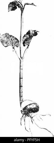 . Ein Lehrbuch der Botanik für die Sekundarstufe. Botanik. Stiele 59 Die charakteristische Zucker hat durch die sap von Essen im Stamm gespeichert, vor allem in den älteren Holz gewonnen wurde. 26. Wachstum in Länge. - Wachstum in Länge beginnt an der Spitze der Stammzellen durch die Bildung von neuen Zellen, die sich in wechselnden Knoten und Internodien organisiert sind. Wenn diese Regionen sind erste bildeten die Internodien sind sehr kurz, und ihre anschließende elonga-tion, die Trennung von Knoten, ist die Hauptursache für die Verlängerung der Stammzellen. Internodien sind in der Lage, nur für eine bestimmte Zeit zu verlängern, so dass die Elon-gating Teil o Stockfoto