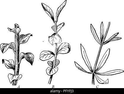 Dieses Botanik-Lehrbuch behandelt grundlegende Konzepte wie die Anordnung der Blätter und hebt verschiedene Arten hervor, wie spiralförmige, entgegengesetzte und wirbelnde Blätter. Das Lehrbuch soll die Schüler in die Pflanzenmorphologie und die strukturelle Organisation von Pflanzen einführen und ihr Verständnis dafür verbessern, wie Pflanzen wachsen und sich in verschiedenen Umgebungen anpassen. Stockfoto