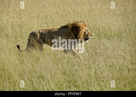 Männliche Löwe wandern in langen Gras, Masai Mara, Kenia Stockfoto