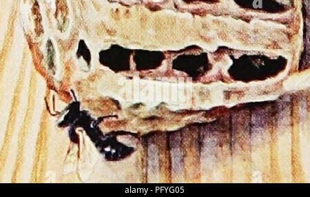 . [Artikel über Vögel von National Geographic Magazin]. Vögel. /. 4 t;'^'^' i'. Â â) National Geographic Society Gemälde von Hashime Murayama "HAUSBESETZER" behaupten oft verlassene Häuser aus Lehm DAUBER WESPEN unter Steinen und in Dachgeschossen werden Sie diese Nester der gelb-legged Schlamm Daubers {Scelipliron caementarium), oberen und mittleren linken. Auf der Unterseite von einem Nest, ist ein blauer Einbrecher (C/ia/ybion cyaneitm), Platte lY, Abb. 15. Grün Kuckuck Wespen (^ Trichrysisparvula) legen Eier in der Daubers" Zellen. Kleine Mieter Wespen {Trypoxylon clavatum), unten links, und Ancistrsccnis uncinatus Stockfoto