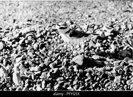 Bird run over by a car -Fotos und -Bildmaterial in hoher Auflösung – Alamy