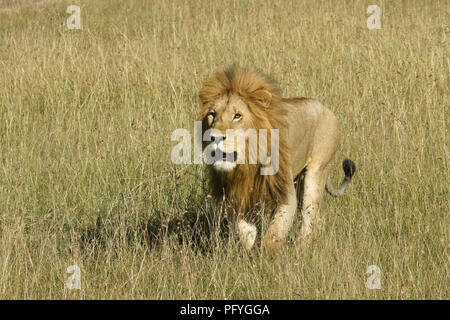 Männliche Löwe wandern in langen Gras, Masai Mara, Kenia Stockfoto