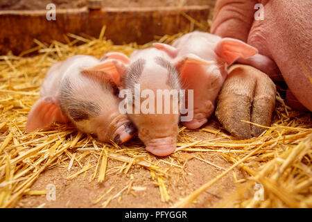 Piggy auf den Hintergrund der Mutter Stockfoto