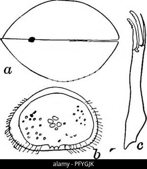 . Süßwasser-Biologie. Süßwasser-Biologie. 822 Süßwasser-BIOLOGIE 88 (87) Links shell gleiche Höhe wie Recht, aber länger. Terminal kurze Härchen des zweiten Bein ungefähr so lange wie Terminal Segment. Cypria {Physocypria) inequivalva Turner 1893. Länge 0,42 bis 0,55 mm, Höhe 0,35 bis 0,38 mm, Breite 0,26 bis 0,28 mm. Shell mit unregelmäßigen kreuzförmigen Spots dorsoanteriorly und Posterior. Furca geschwungene, schlanke, die dorsale Seta rudimen- oder Nicht vorhanden. Männer häufig. Unter den Algen der seichten Teichen. Ohio, Georgia. Abb. J 288. Cypria {Physocypria) inequivalva. (A) Seitenansicht, X44: (6) Dorsalansicht; (0 Furca. Stockfoto