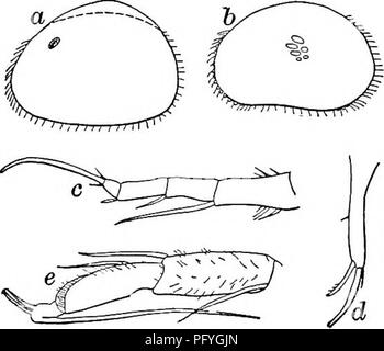 . Süßwasser-Biologie. Süßwasser-Biologie. Länge 0,78 mm, Höhe 0,48 mm, Breite 0,33 mm. Prall. Furca geknickt, etwa 9 mal so lang wie breit, der Dorsalen seta dreimal Breite von ramus von subterminal Kralle, und solange das Terminal Seta. Männer com-mon. Im Schlepptau von Sandy Lake Shore; Kann. Illinois. Abb. 1285. Cypria (Cypria) Obesa. (A) Dorsalansicht, X45: (b) Furca; (c) Maxillaris palps der männlichen; (d) zweite Bein. 86 (85) Shell weiß, glatt und glänzend, mit zahlreichen fast konfluent (Puncta Cypria Cypria) mons Kammern 1877. Q Länge 0,70 mm. Eine zweifelhafte Form, nicht gut beschrieben. Colorado, Mt. Stockfoto