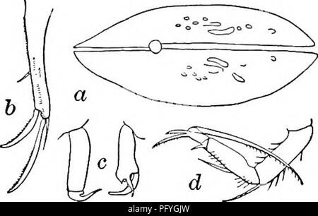 . Süßwasser-Biologie. Süßwasser-Biologie. 85 (86) Shell Klare, gelbe bis bräunliche, mit ein paar verstreute puncta. Cypria {Cypria) obesa Sharpe 1897.. Länge 0,78 mm, Höhe 0,48 mm, Breite 0,33 mm. Prall. Furca geknickt, etwa 9 mal so lang wie breit, der Dorsalen seta dreimal Breite von ramus von subterminal Kralle, und solange das Terminal Seta. Männer com-mon. Im Schlepptau von Sandy Lake Shore; Kann. Illinois. Abb. 1285. Cypria (Cypria) Obesa. (A) Dorsalansicht, X45: (b) Furca; (c) Maxillaris palps der männlichen; (d) zweite Bein. 86 (85) Shell weiß, glatt und glänzend, mit zahlreichen fast konfluent Punct Stockfoto