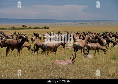 Topis ruht in der Mittagssonne auf den Wiesen der Masai Mara, Kenia Stockfoto