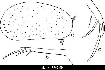 . Süßwasser-Biologie. Süßwasser-Biologie. Die OSTRACODA 813 41 (40) Der Dorsalen Kante der FURCA Plain (Abb. 1267 b). Herpetocypris testudinaria Cushman igo8.. Länge 2,10 mm, Höhe ich. oo mm, Breite 0,80 mm. Ein kleines Extra Wirbelsäule durch Sub terminal Klaue. Furca ungefähr 14 mal so lang wie breit, seine Krallen. Teiche. Neufundland. Mai. Abb. 1265. Herpetocypris testudinaria. (A) Seitenansicht; (6) Furca; (c) Ende der Furca, zeigen kleine Wirbelsäule durch Kralle. 42 (43) Natatory seten der zweiten Antenne erreichen zu Tipps von Terminal klauen, oder leicht darüber hinaus. Zweite Bein mit einem Schnabel - wie Ende segment und eine Kralle (Abb. 1268 6. Stockfoto