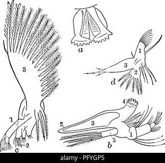 . Süßwasser-Biologie. Süßwasser-Biologie. Die OSTRACODA 793 das erste Paar der maxillae (Abb. 1245 c) ist aus einer dicken, Mus-, basalen Teils gebildet, von der Extremitäten, von denen vier digitiform Prozesse entstehen. Die größeren Dieser protuberanzen (Abb. 1245 ^0 ist gelenkig und beweglich und muss offenbar als palp angesehen werden, während die drei übrigen bilden die unmittelbare Fortsetzung des basalen Teil und sind die wahren schluckfunktion Nocken. Die erste von diesen ist in der Regel mit zwei starken Stacheln (Abb. bewaffnet. 1245 c^und Abb. 1270 e) die möglicherweise nicht verzahnt werden, und werden als spezifischer angesehen i Stockfoto