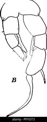 . Süßwasser-Biologie. Süßwasser-Biologie. COPEPODA 763 34 (33) der rechten endopodite der männlichen fünften Fuß überschreitet die Länge des ersten Segment der exopodite, Stacheln der ersten basal Segmente klein. Diaptomus sicilis Forbes 1882. In der Region der Großen Seen zu finden, die die häufigste Form in Limnischen Sammlungen; in gewissem Maße auch in anderen Seen in der gleichen allgemeinen Region gefunden. Es ist in der Regel mit der größeren und tieferen Seen beschränkt. Es wird häufig gefunden Asso - verbundenen mit D. minutus ist aber lesen - vor allem durch die schlanken unterschieden, symmetrisch, sichelförmigen Haken zur Einstellung des exopodite des rechten iifth Stockfoto
