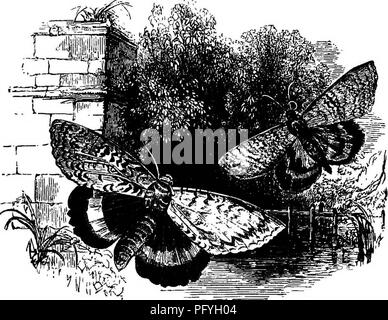 . Illustrierte Naturgeschichte: Bestehend aus Beschreibungen der Tiere, Vögel, Fische, Reptilien, Insekten, etc., mit Skizzen ihrer eigenartigen Gewohnheiten und Eigenschaften. Zoologie. 374 INVEETEBE BEI BOSCH die Raupe gentl Illy, Feeds, es waren wohl noch ein paar Hundert von Totenschädel Motten in der Nähe. Gemeinsam mit vielen anderen nachtaktiven Insekten, die Augen von der Totenkopfschwärmer glänzen bei Nacht wie zwei Sterne, die sich erheblich auf den Terror durch seine Erscheinung inspiriert hinzu. Die Beown-tailed Motten aus. Die Puppe über die Anfang Juli. Dann sind Sie gefunden über das Fliegen. Die Stockfoto