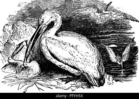 Die illustrierte Naturgeschichte enthält Beschreibungen verschiedener Tiere, darunter Vögel, Fische, Reptilien und Insekten, hervorheben ihrer Verhaltensweisen und Merkmale Eine Spezies ist der Pelikan, ein großer Vogel, der für seinen Kehlbeutel bekannt ist, der zwei menschliche Köpfe aufnehmen kann, und sein Wüstenhabitat in der Nähe von Flüssen und Sümpfen. Stockfoto