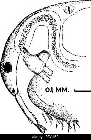 . Süßwasser-Biologie. Süßwasser-Biologie. Die WASSERFLÖHE (CLADOCERA) 715 114 (109) Kopf viel gedrückt; Podium in der Nähe der Marge von Ventilen. Anten-nules schlank, nicht vergrößert in der Nähe von distalen Ende. Macrothrix borysthenica Matile 1890.. Dorsale Marge von Kopf gleichmäßig über in die Ventile abgerundet, ohne Sinus. Vor Kopf recurved, so dass ros-trum ist sehr nah an den Ventilen. Antennules mit ein paar Scat-ten feine Haare; olfaktorischen Seten kleine, gleich. Post - Abdomen länglich, bilobed; mit zahlreichen feinen spinules und Haare auf beiden Nocken. Krallen klein. Auge moderat; ocellus am Podium. Farbe transparent. Stockfoto