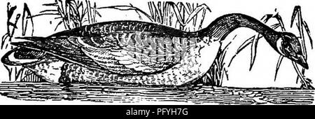 . Illustrierte Naturgeschichte: Bestehend aus Beschreibungen der Tiere, Vögel, Fische, Reptilien, Insekten, etc., mit Skizzen ihrer eigenartigen Gewohnheiten und Eigenschaften. Zoologie. Schwimmer. 301 sehr neugierig, diese Vögel nisten auf Hügeln, etwas erhöhten ahove Flachwasser, auf die sie sich mit ihren Beinen sitzen erweitert nach unten, wie ein Mann sitzt auf einem Hocker. Sie herrschen an der Küste von Kuba und den Bahamas, in der Karibik. 'J' hey nur häufige Salzwasser. Ihr Essen ist sehr Sünde - linienverkehr: Durch die besondere Form der Rechnung, beim Essen, es verdreht den Hals von Sid Stockfoto