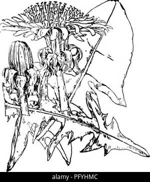 . Gray's neues Handbuch der Botanik. Ein Handbuch der Blütenpflanzen und Farne der Zentral- und Nordosten der USA und das benachbarte Kanada. Botanik. COMPOSITAE (COMPOSITE FAMILIE) 865. niedrig. T. officinale. Köpfe und Blatt - Tipps x%. Nate; Blumen gelb. (Name von rapiaaeiv, Unruhe oder Unordnung, in Anspielung auf medizinische Eigenschaften.) 1. T. oii-FioiNiLE Weber. (Gemeinsame D.), Blätter grob pinnatifld, sinuate - gyrus, selten subentire; Köpfe groß (3-5 cm. breit), orangeryellow; Hüllblätter nicht Glaucous; die äußere längliche, auffällig Zurückgebogen; achene Oliv-grün oder braun, bluntl Stockfoto