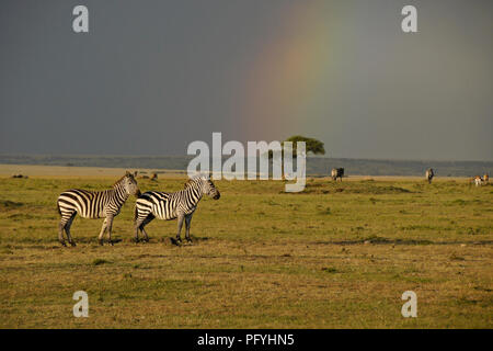 Burchell's (Common, Plains) Zebras und grasenden Gazellen stehen Sie unter einem Regenbogen, Masai Mara, Kenia Stockfoto